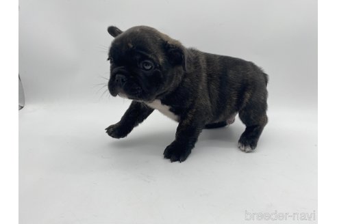 成約済の愛知県のフレンチブルドッグ-310587の2枚目