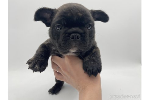 成約済の愛知県のフレンチブルドッグ-310587