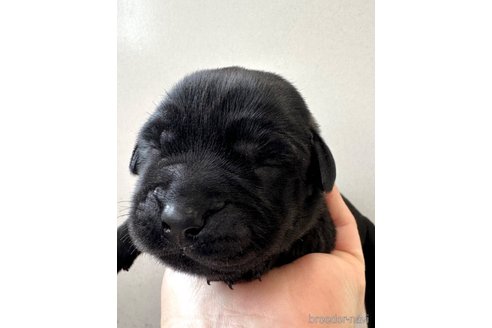 成約済の愛知県のラブラドールレトリーバー-310598の4枚目