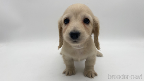 成約済の愛知県のミニチュアダックスフンド(ロングヘアード)-307877の1枚目