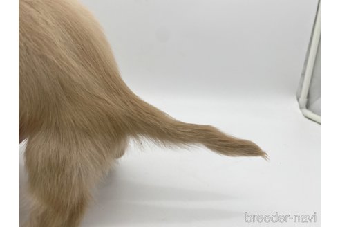 成約済の愛知県のミニチュアダックスフンド(ロングヘアード)-307877の2枚目