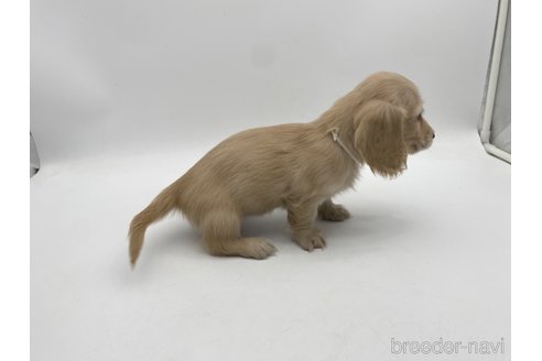 成約済の愛知県のミニチュアダックスフンド(ロングヘアード)-307877の5枚目