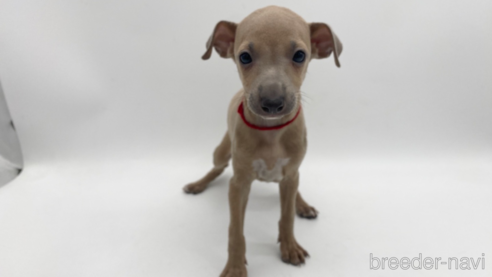 成約済の愛知県のイタリアングレーハウンド(イタグレ)-307869の1枚目