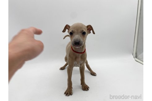 成約済の愛知県のイタリアングレーハウンド(イタグレ)-307869の6枚目