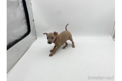 成約済の愛知県のイタリアングレーハウンド(イタグレ)-307869の2枚目