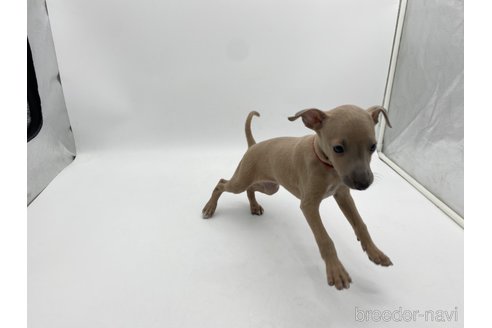 成約済の愛知県のイタリアングレーハウンド(イタグレ)-307869の3枚目