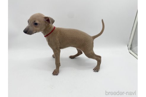 成約済の愛知県のイタリアングレーハウンド(イタグレ)-307869の4枚目