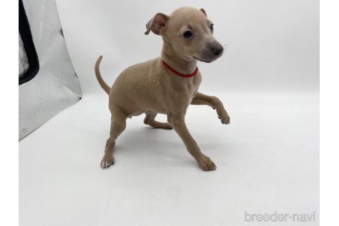 成約済の愛知県のイタリアングレーハウンド(イタグレ)-307869の5枚目