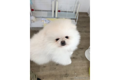成約済の香川県のポメラニアン-301594の2枚目