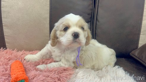 成約済の三重県のアメリカンコッカースパニエル-310610の5枚目