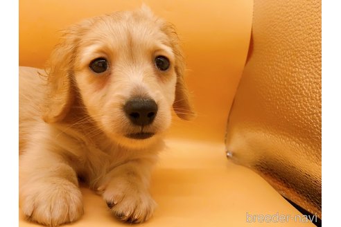 成約済の東京都のミニチュアダックスフンド(ロングヘアード)-310613の19枚目