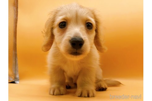 成約済の東京都のミニチュアダックスフンド(ロングヘアード)-310613の18枚目