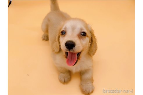 成約済の東京都のミニチュアダックスフンド(ロングヘアード)-310617の11枚目