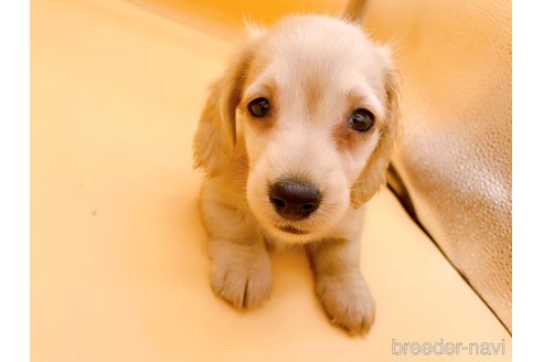 成約済の東京都のミニチュアダックスフンド(ロングヘアード)-310617の12枚目