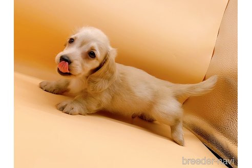 成約済の東京都のミニチュアダックスフンド(ロングヘアード)-310617の13枚目