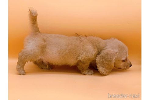 成約済の東京都のミニチュアダックスフンド(ロングヘアード)-310617の14枚目