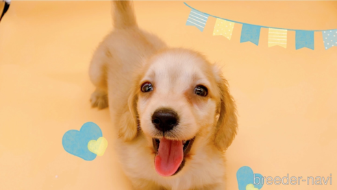 成約済の東京都のミニチュアダックスフンド(ロングヘアード)-310617の10枚目