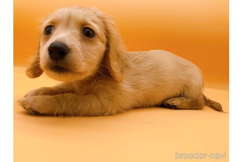 成約済の東京都のミニチュアダックスフンド(ロングヘアード)-310613の15枚目