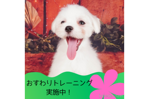 成約済の静岡県のマルチーズ-304028の1枚目