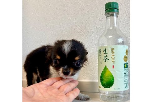 成約済の奈良県のチワワ(ロングコート)-310100の2枚目