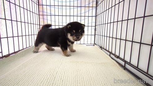 販売中の茨城県の柴犬-310641の6枚目