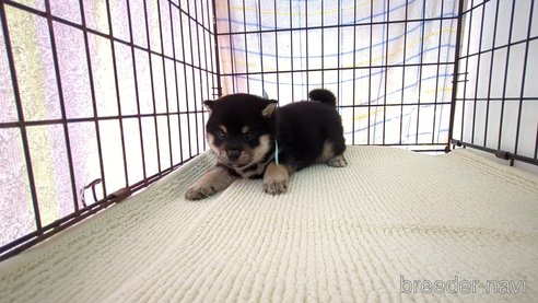 成約済の茨城県の柴犬-310641の3枚目