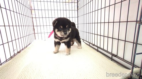 成約済の茨城県の柴犬-310642の3枚目