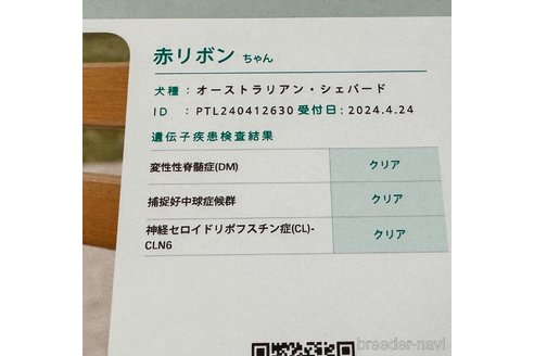 販売中の山梨県のオーストラリアンシェパード-310653の5枚目