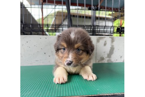 販売中の山梨県のオーストラリアンシェパード-310654の5枚目