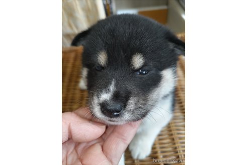 成約済の千葉県の柴犬-310661