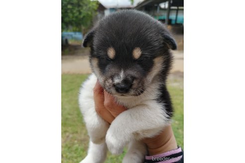 成約済の千葉県の柴犬-310661の3枚目