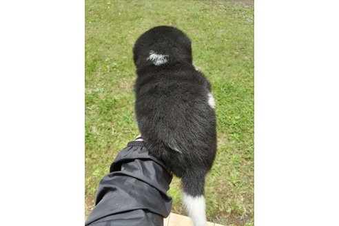 成約済の千葉県の柴犬-310661の2枚目