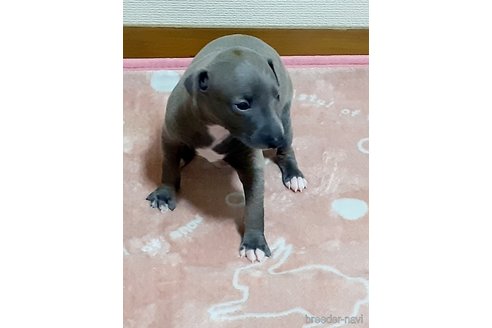 成約済の愛媛県のイタリアングレーハウンド(イタグレ)-306819の5枚目