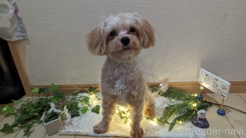 成約済の広島県のチワプー:チワワ×トイプードル-271216の13枚目