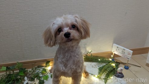 成約済の広島県のチワプー:チワワ×トイプードル-271216の8枚目