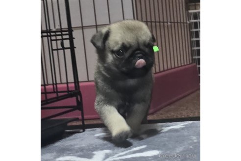 成約済の岡山県のパグ-304620の19枚目