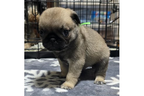 成約済の岡山県のパグ-304620の18枚目