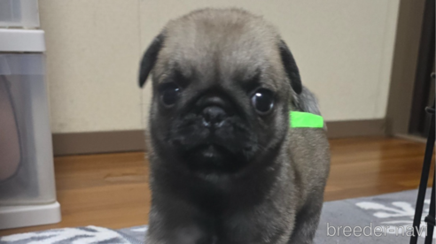 成約済の岡山県のパグ-304620の17枚目