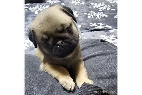 成約済の岡山県のパグ-304624の14枚目