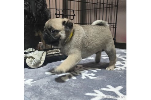 成約済の岡山県のパグ-304624の13枚目