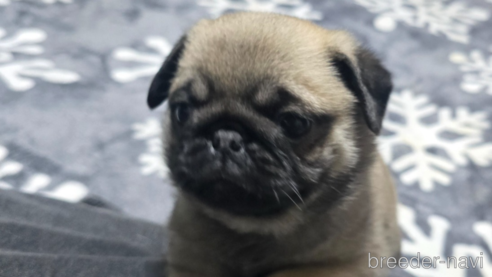 成約済の岡山県のパグ-304624の12枚目