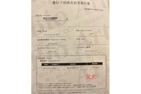 成約済の愛知県のジャックラッセルテリア-310697の3枚目