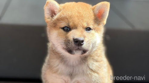 成約済の愛知県の柴犬-305662の1枚目