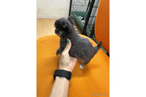 成約済の千葉県のチワワ(ロングコート)-310726の7枚目