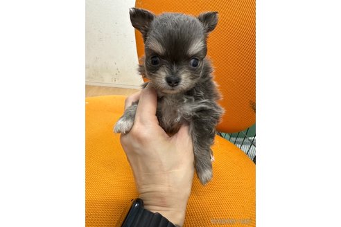 成約済の千葉県のチワワ(ロングコート)-310726の8枚目