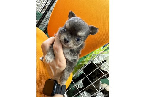 成約済の千葉県のチワワ(ロングコート)-310726の9枚目
