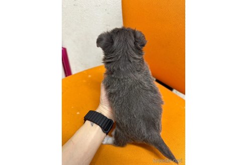 成約済の千葉県のチワワ(ロングコート)-310726の10枚目