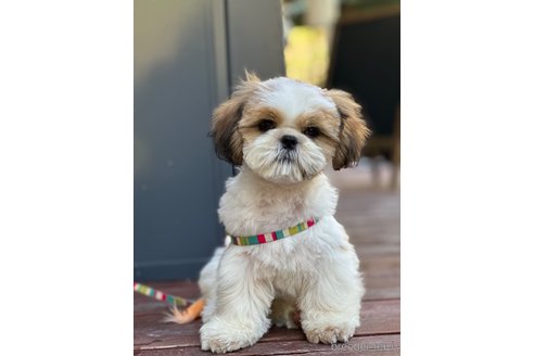 子犬