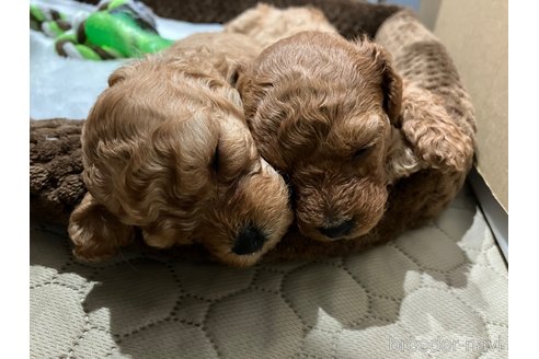 成約済の滋賀県のトイプードル-310731の13枚目