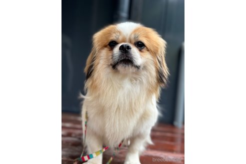 成約済の山口県のミックス犬-266012の4枚目